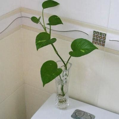 廁所放的植物 夢見水獺